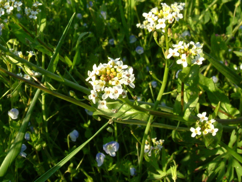 Calepina irregularis / Miagro rostellato